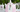 Antique Pink Ye Daintee Ladyee, Sadler Teapot 18369 - The Vintage TeacupTeapots