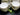 Staffordshire Antique Cups & Saucers, China Bullion, Set of 6 14223 - The Vintage TeacupTeacups