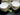 Staffordshire Antique Cups & Saucers, China Bullion, Set of 6 14223 - The Vintage TeacupTeacups